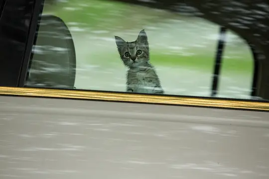 基努猫剧照