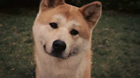 忠犬八公的故事剧照