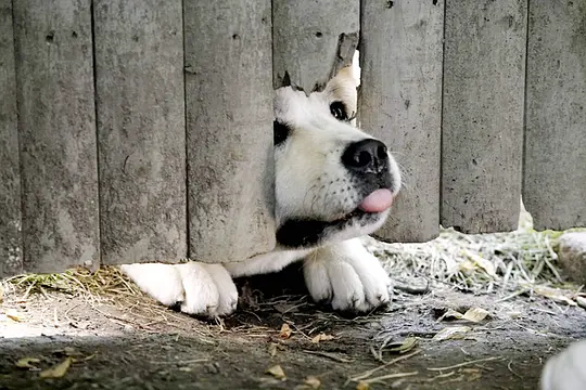 忠犬八公的故事剧照