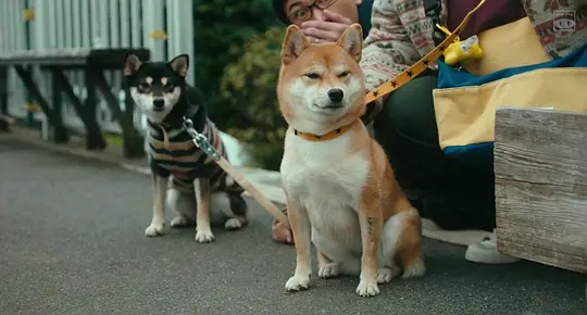 柴犬公园剧照