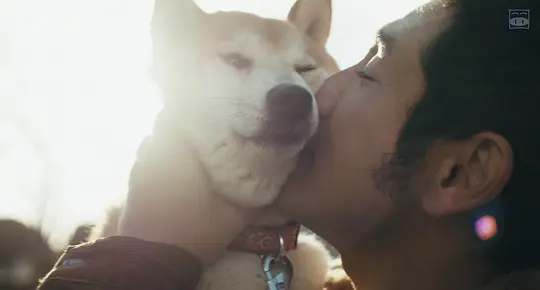 柴犬公园剧照