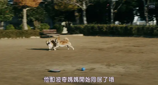 柴犬公园剧照