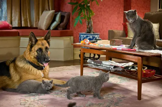 猫狗大战2:珍珠猫复仇剧照