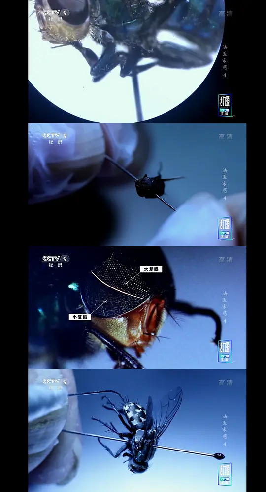 法医宋慈剧照