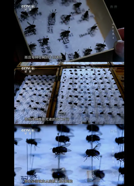 法医宋慈剧照