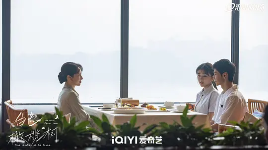 白色橄榄树剧照