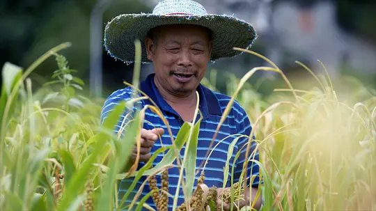 丰收的田野剧照