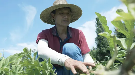 丰收的田野剧照