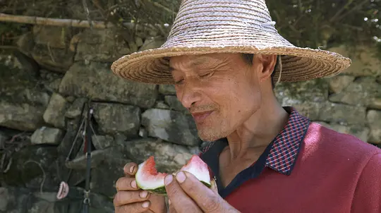 丰收的田野剧照