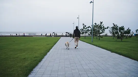 犬舍剧照