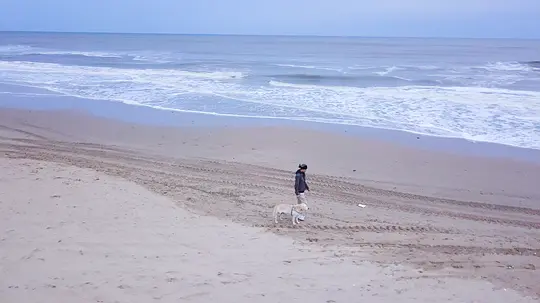犬舍剧照