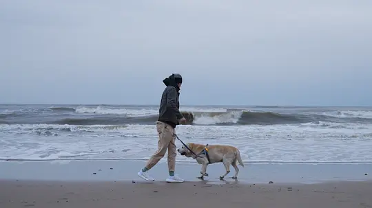 犬舍剧照